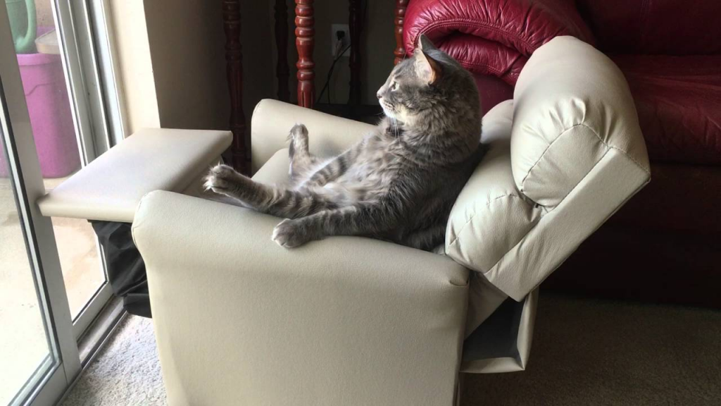 How To Keep Cats Out Of Recliner