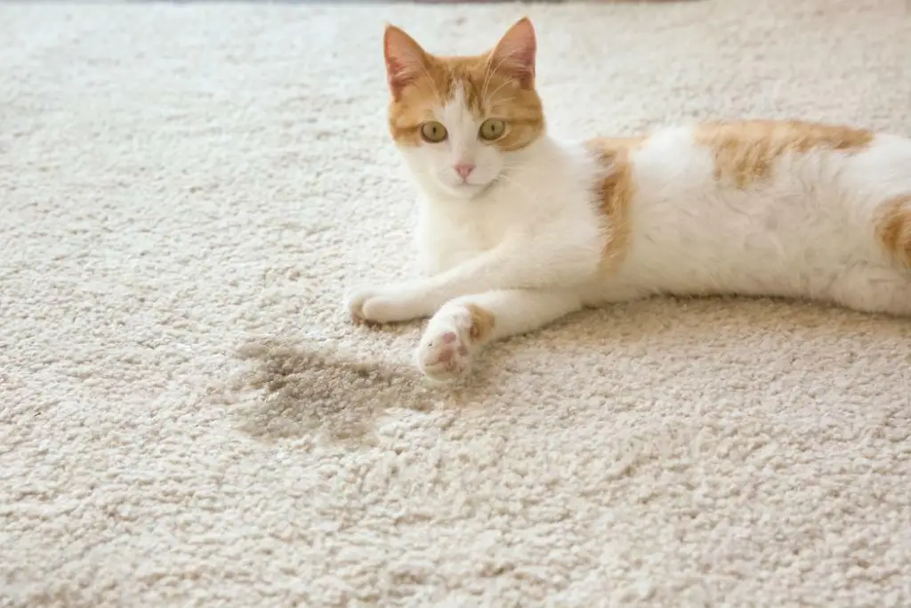 3 Proven Ways to Keep Your Cat From Going Under Recliner